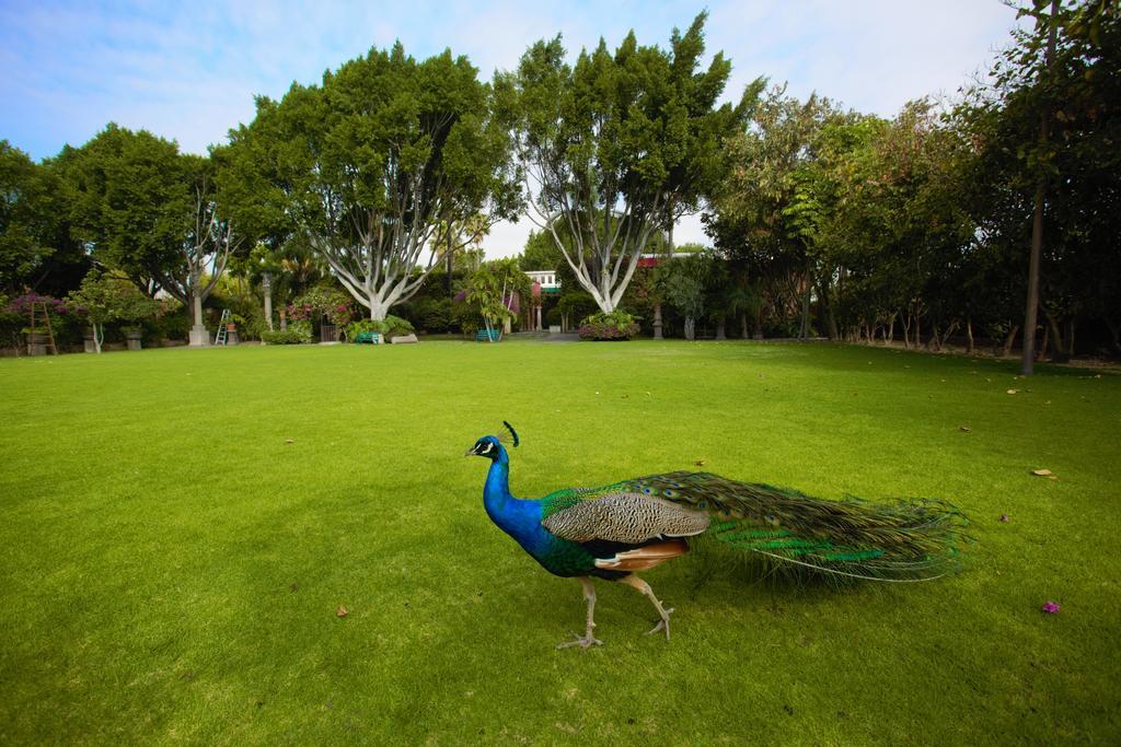Las Calandrias Otel Atlixco Dış mekan fotoğraf